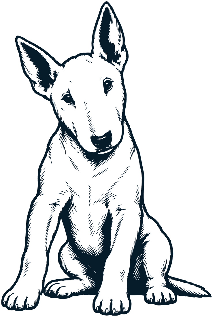 A bull terrier puppy sitting calmly, head to one side, ears up, looking straight out
