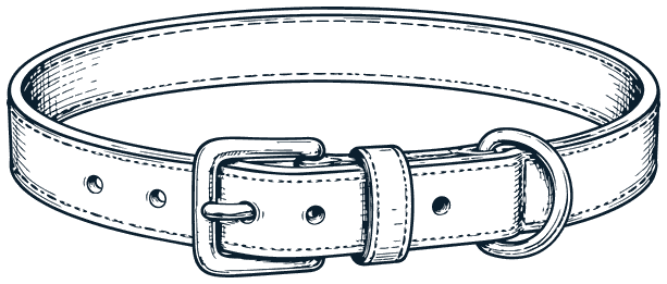 A flat leather collar with a buckle and a ring for the lead