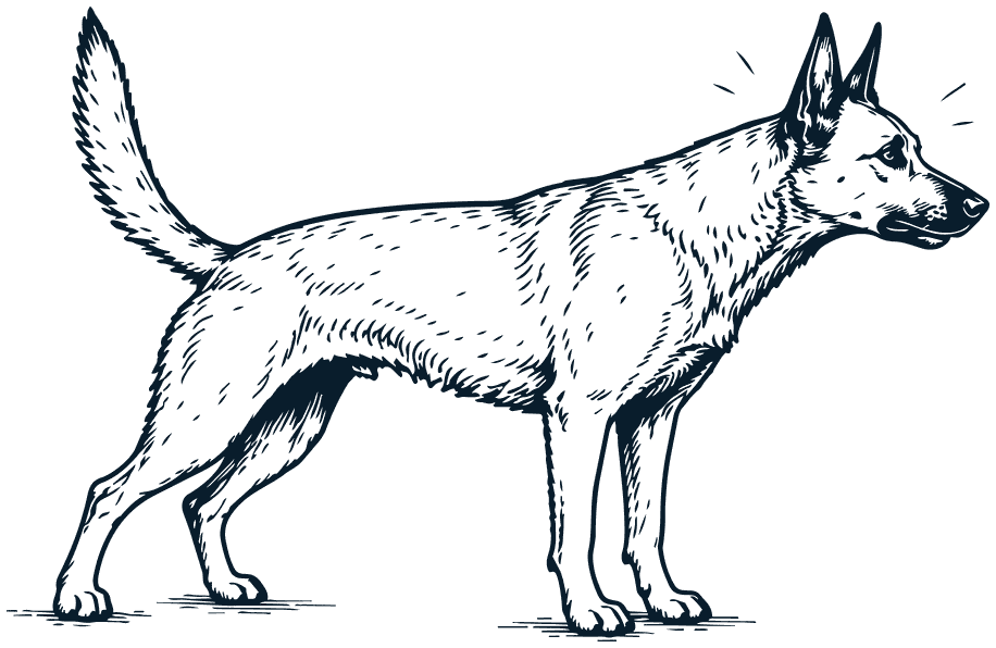 A shepherd dog standing tall and alert, ears up and tail raised