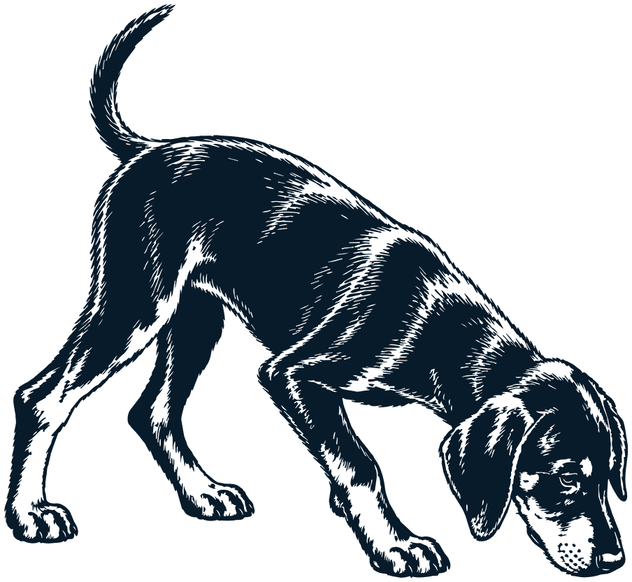 A young dog sniffing the ground, its tail up