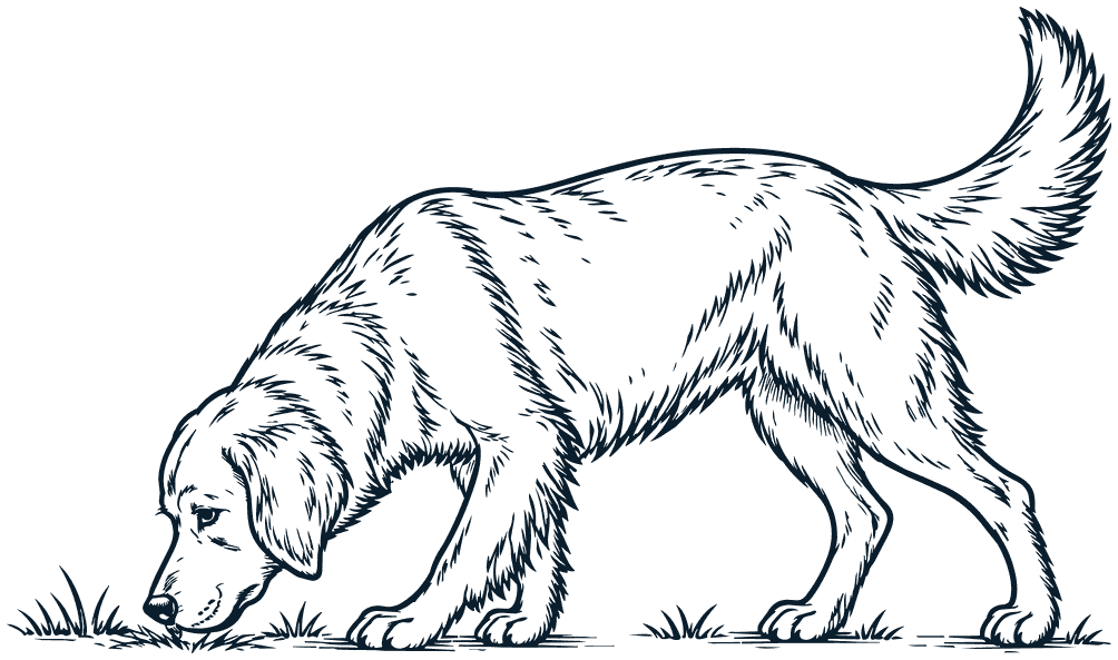 A dog walking slowly with its nose to the grass