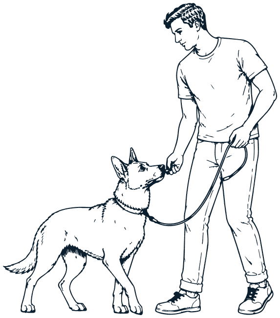 A man offering a treat to his dog, who looks up at him on a loose lead