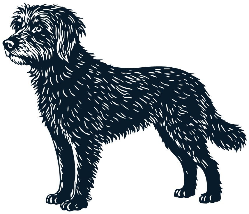 A shaggy dark wire-haired dog standing side on, head up, looking ahead