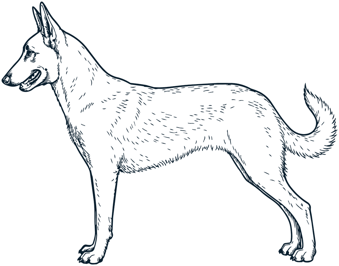 A shepherd dog standing in profile, mouth relaxed