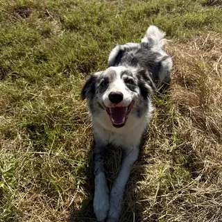 An Australian Shepherd lying in the grass, smiling