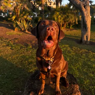 A Labrador sitting on a tree stump in golden light