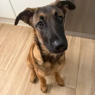 A shepherd puppy sitting in a kitchen