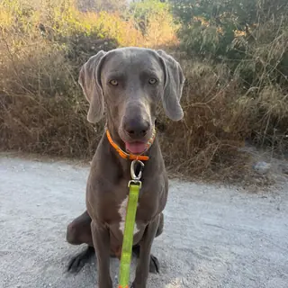A Weimaraner sitting on a slack lead