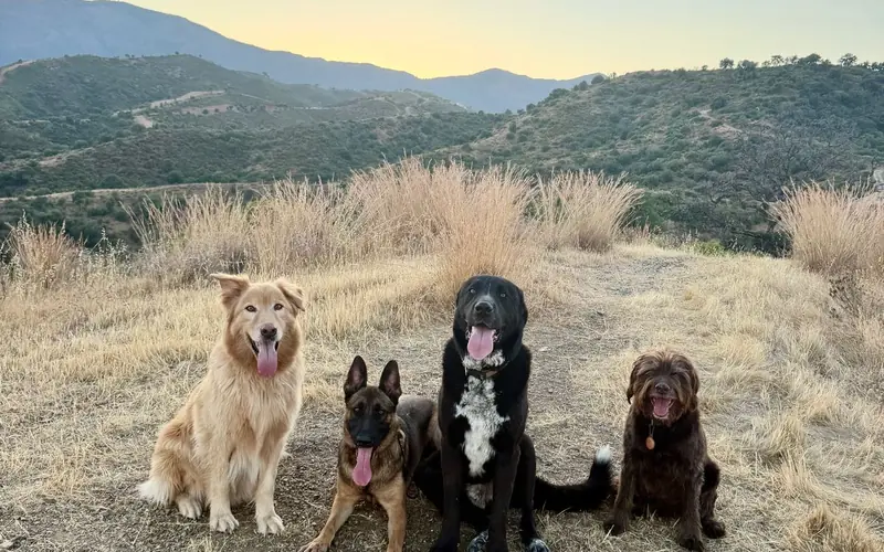 Four dogs sitting in a row on a hilltop at dusk