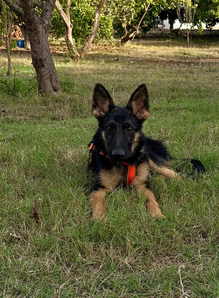 Ghost four days later, lying settled on the grass in an orange harness