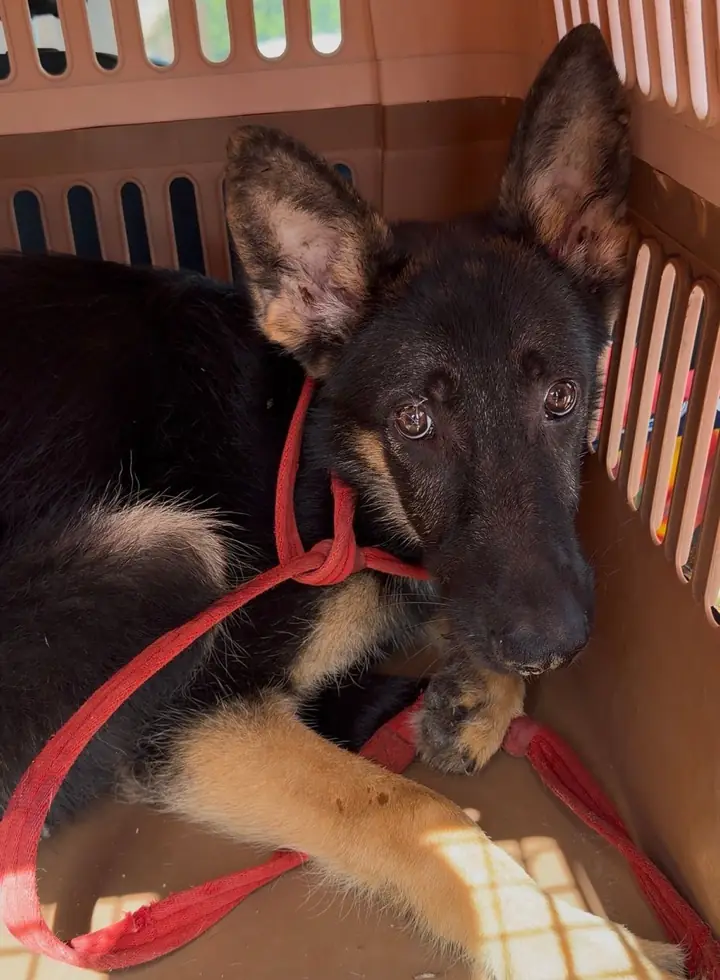Ghost, a young shepherd, lying wary in a transport crate on the day he arrived