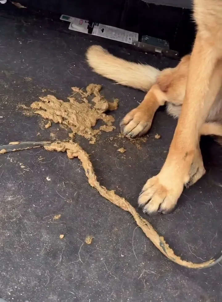 Zana next to a chewed-through rope leash