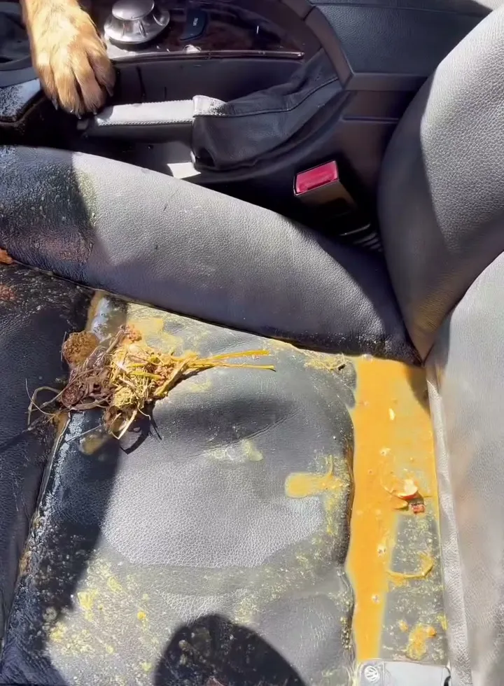 A car seat torn apart