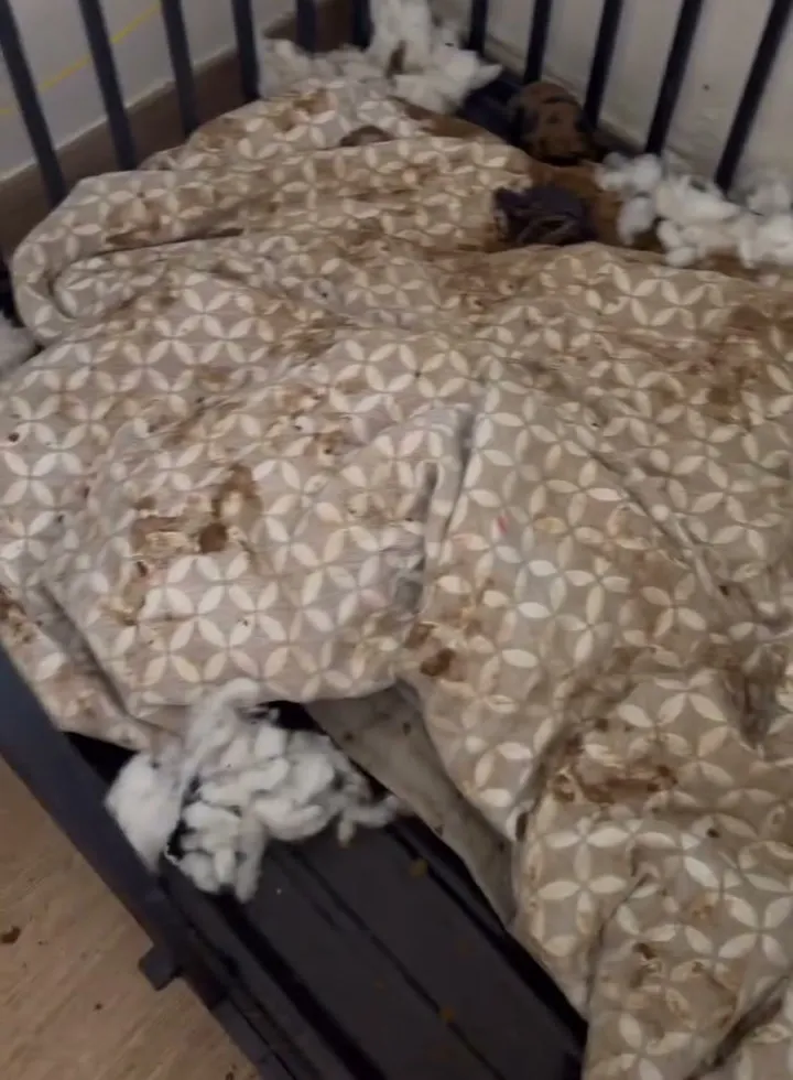 A shredded dog bed inside a crate